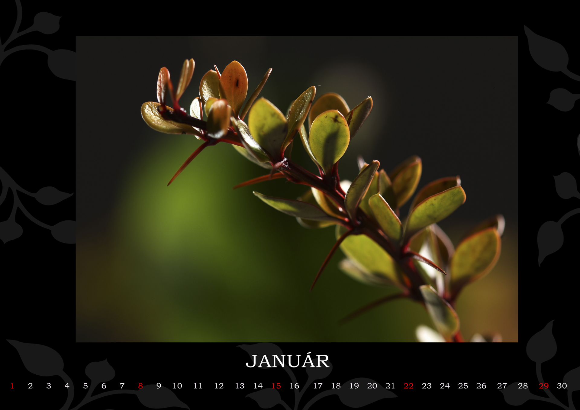 01.JANUÁR mensie